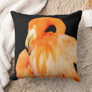 Elegant Flamingo Wading Bird im Sommer Sun Kissen