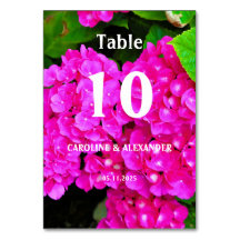 Elegant Hydrangea Rosa Blütenblüten