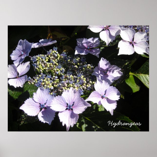 Elegant Hydrangeas Poster (Vorne)
