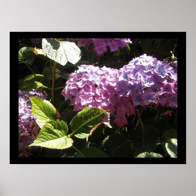 Elegant Hydrangeas Poster (Vorne)