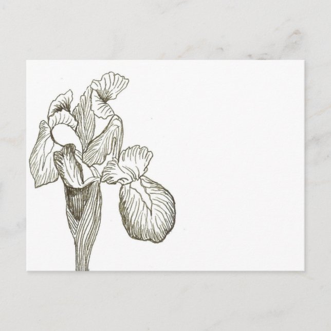 Elegant Iris Postcard Postkarte (Vorderseite)