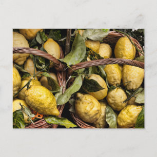 Elegant Italian Lemon Basket Amalfi Coast Lemons Postkarte