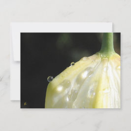 Elegant Ivory Tulip mit Dew Postkarte