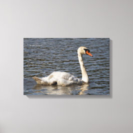 Elegant Mute Swans in Stanley Park Lagoon Leinwanddruck