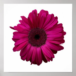 Elegant Pink Gerbera Daisy Poster