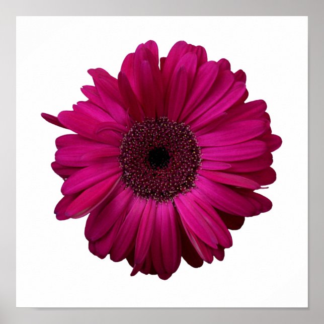Elegant Pink Gerbera Daisy Poster (Vorne)