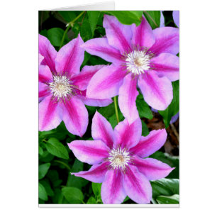 Elegant pinkfarben grün, botanisch