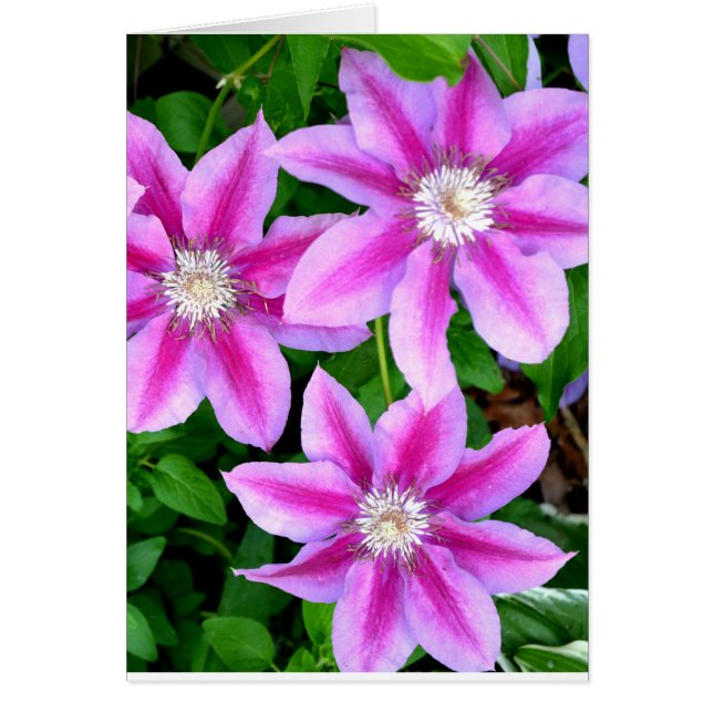 Elegant pinkfarben grün, botanisch (Vorne)