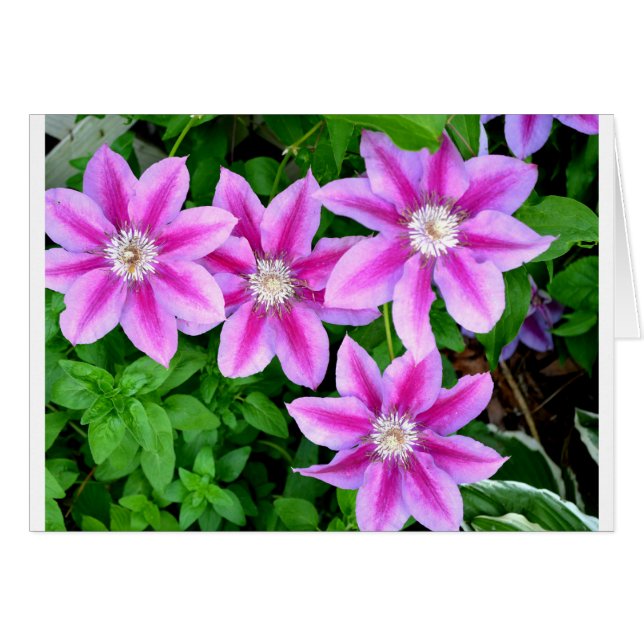 Elegant pinkfarben grün, botanisch (Vorderseite (Horizontal))