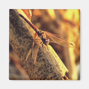 Elegant Red Darter Dragonfly Insect Art Magnet