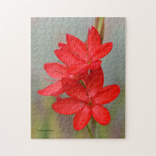 Elegant River Lily / Crimson Flag Rote Blume Puzzle