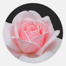 Elegant Rosa Rose Floral Runder Aufkleber