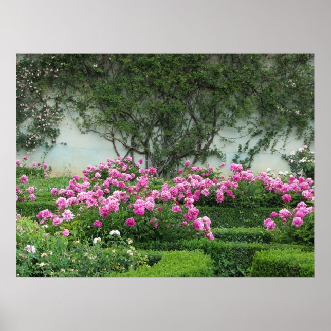Elegant Rosa Roses Poster (Vorne)