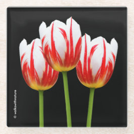 Elegant Rotes Ahornblättriges Tulips Glasuntersetzer