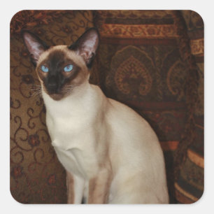 Elegant Siamese Cat Quadratischer Aufkleber