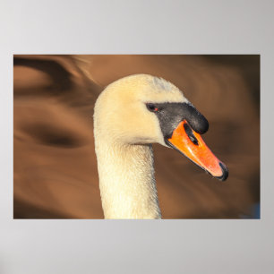 Elegant Swan Head Portrait Poster