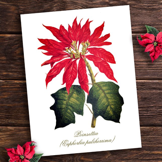 Elegant Vintage Botanical Poinsettia Flower Postkarte (Von Creator hochgeladen)