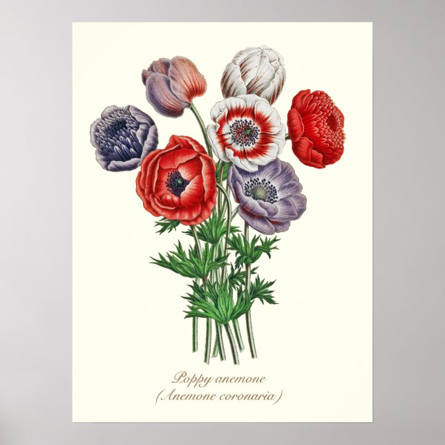 Elegant Vintage Botanical Poppy Anemone 18"x24" Poster (Vorne)