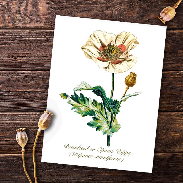 Elegant Vintage Botanical White Opium Poppy Flower Postkarte (Von Creator hochgeladen)