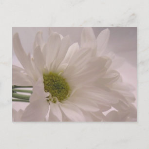 Elegant White Daisies Postkarte
