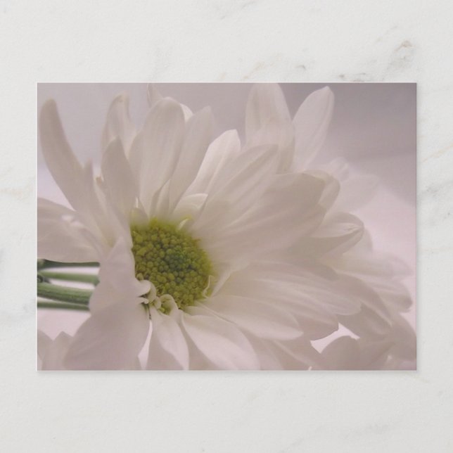 Elegant White Daisies Postkarte (Vorderseite)