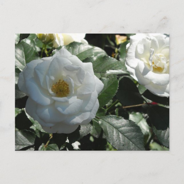 Elegant White Roses Postkarte (Vorderseite)