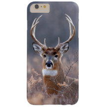 Elegant Whitetail Deer Winter Season Foto