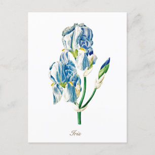 Elegante alte botanische blaue Schwertlilienblüte Postkarte