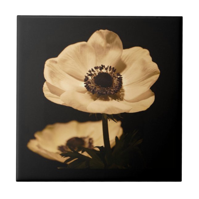Elegante Anemone Blume Black Fliese (Vorderseite)