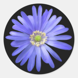 Elegante Blue Anemone Blume Runder Aufkleber