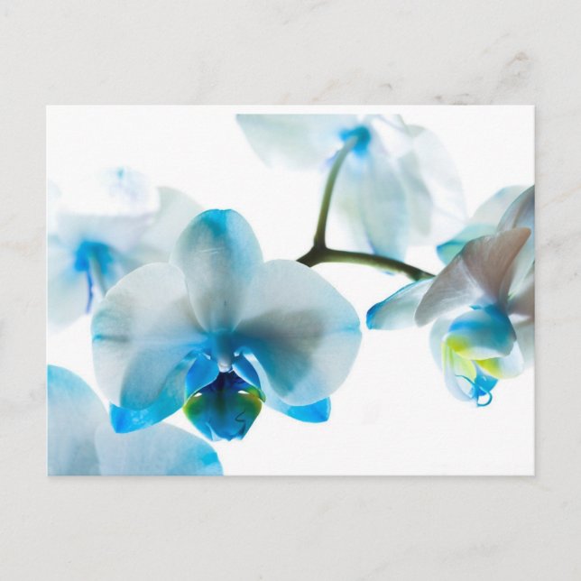Elegante Blue Orchids Custom Postkarte (Vorderseite)