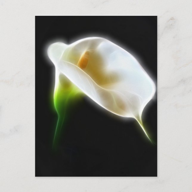 Elegante Blume Calla Lily 3 Moderne Postkarte (Vorderseite)