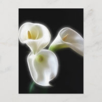 Elegante Blume Calla Lily 6 Moderne