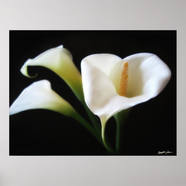 Elegante Blume Calla Lily 9 Poster (Vorne)