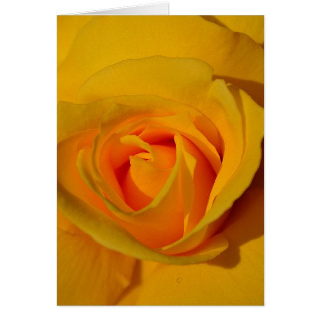 Elegante Blume Gelb Rose (Vorne)