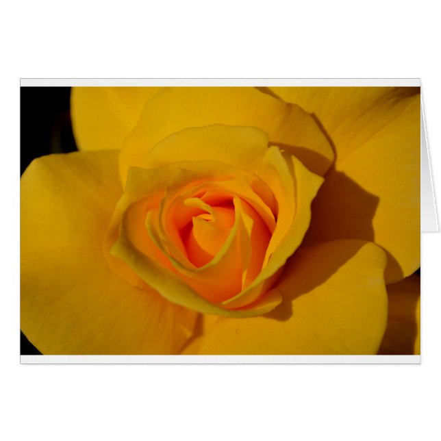 Elegante Blume Gelb Rose (Vorderseite (Horizontal))