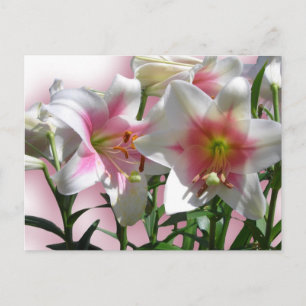 Elegante Blume Polterabend Liebe Frieden Schicksal Postkarte