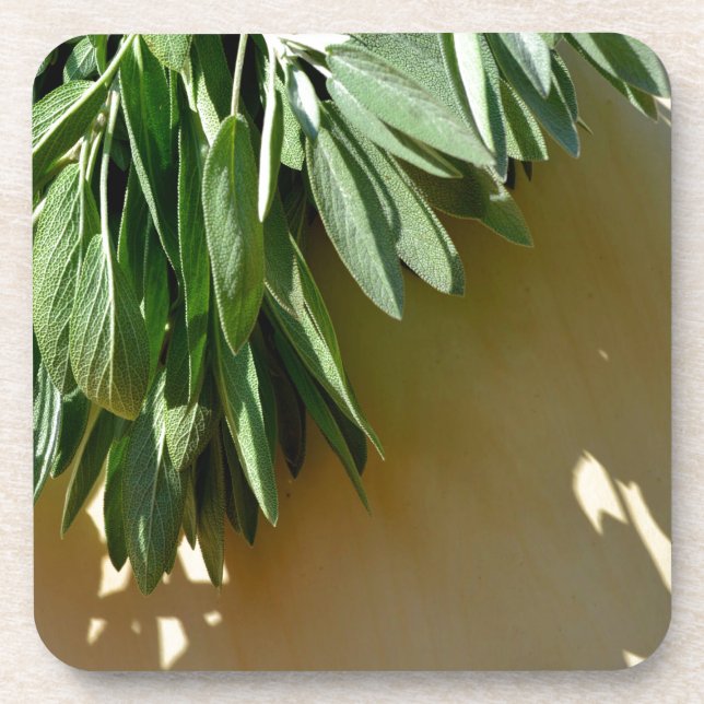 Elegante botanisch-grüne Kräuter Blätter Salbei Getränkeuntersetzer (Vorderseite)