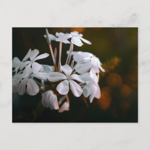 Elegante botanische Blumenpostkarte Postkarte