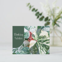 Elegante botanische Geburtstagswünsche