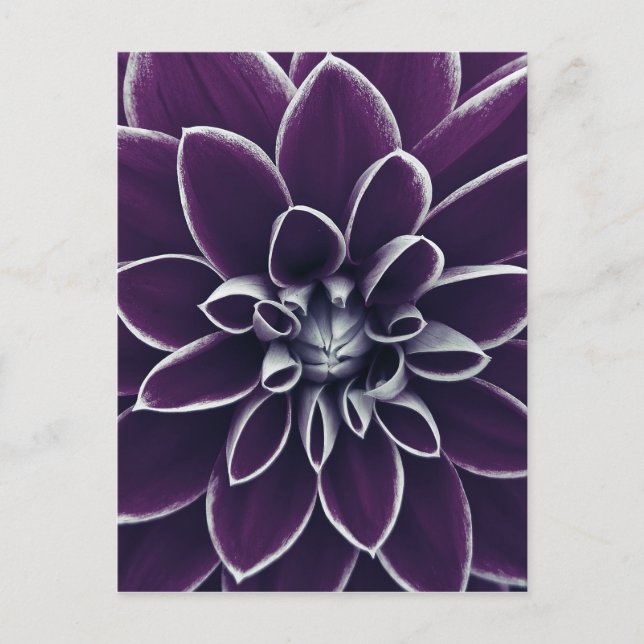 Elegante botanische Lila Blume Postkarte (Vorderseite)