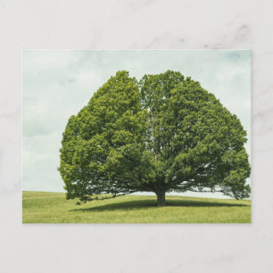 Elegante bunte Reise-Postkarte mit Baum Feiertagspostkarte