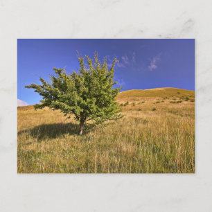 Elegante bunte Reise-Postkarte mit Baum Feiertagspostkarte