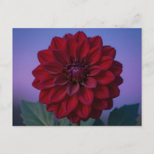 Elegante Burgunderrote Dahlienblüte Postkarte