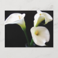 Elegante Calla-Lilien-Blumen 12