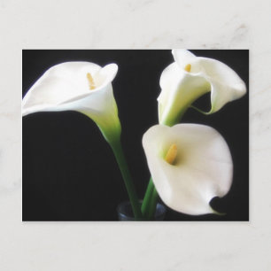 Elegante Calla-Lilien-Blumen 12 Postkarte