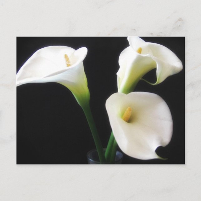Elegante Calla-Lilien-Blumen 12 Postkarte (Vorderseite)