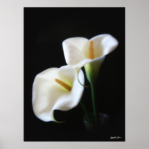 Elegante Calla-Lilien-Blumen 13 Poster