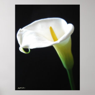 Elegante Calla-Lilien-Blumen 15 Poster