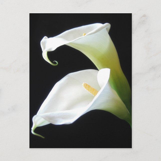 Elegante Calla-Lilien-Blumen 8 Postkarte (Vorderseite)